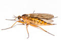 Melanogaster hirtella